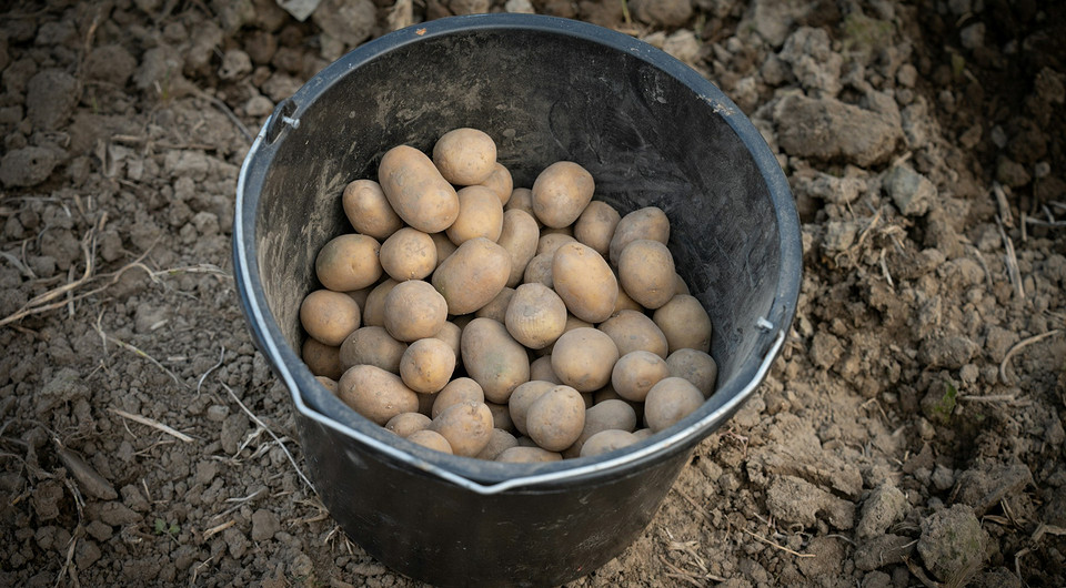 Ґрунт для картоплі Готовність ґрунту до посадки картоплі у квітні 2026 року за місячним календарем.