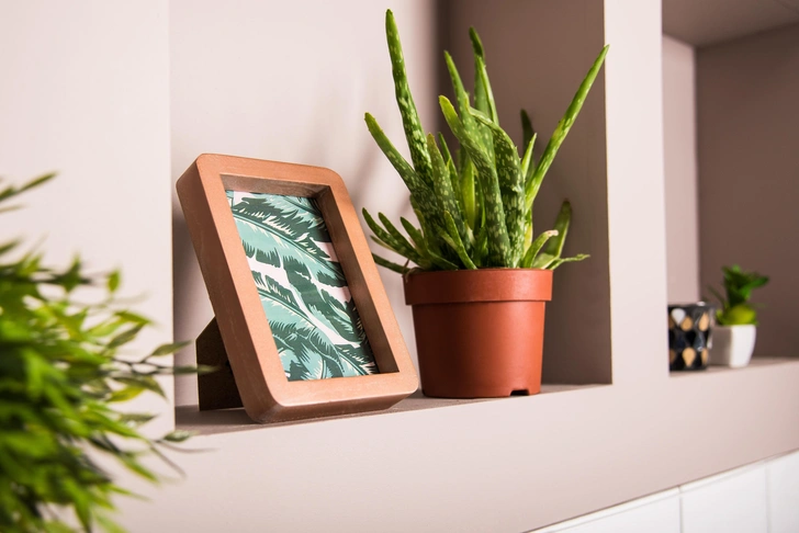 Акцент на рослини Інтер'єр з акцентом на рослини: поради по вибору кольорів та розміщення.