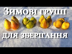 Зимові сорти груш: вибір для України