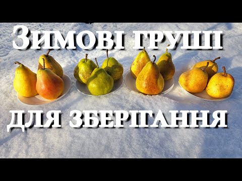 Зимові сорти груш: вибір для України - 23 - SeWerIn